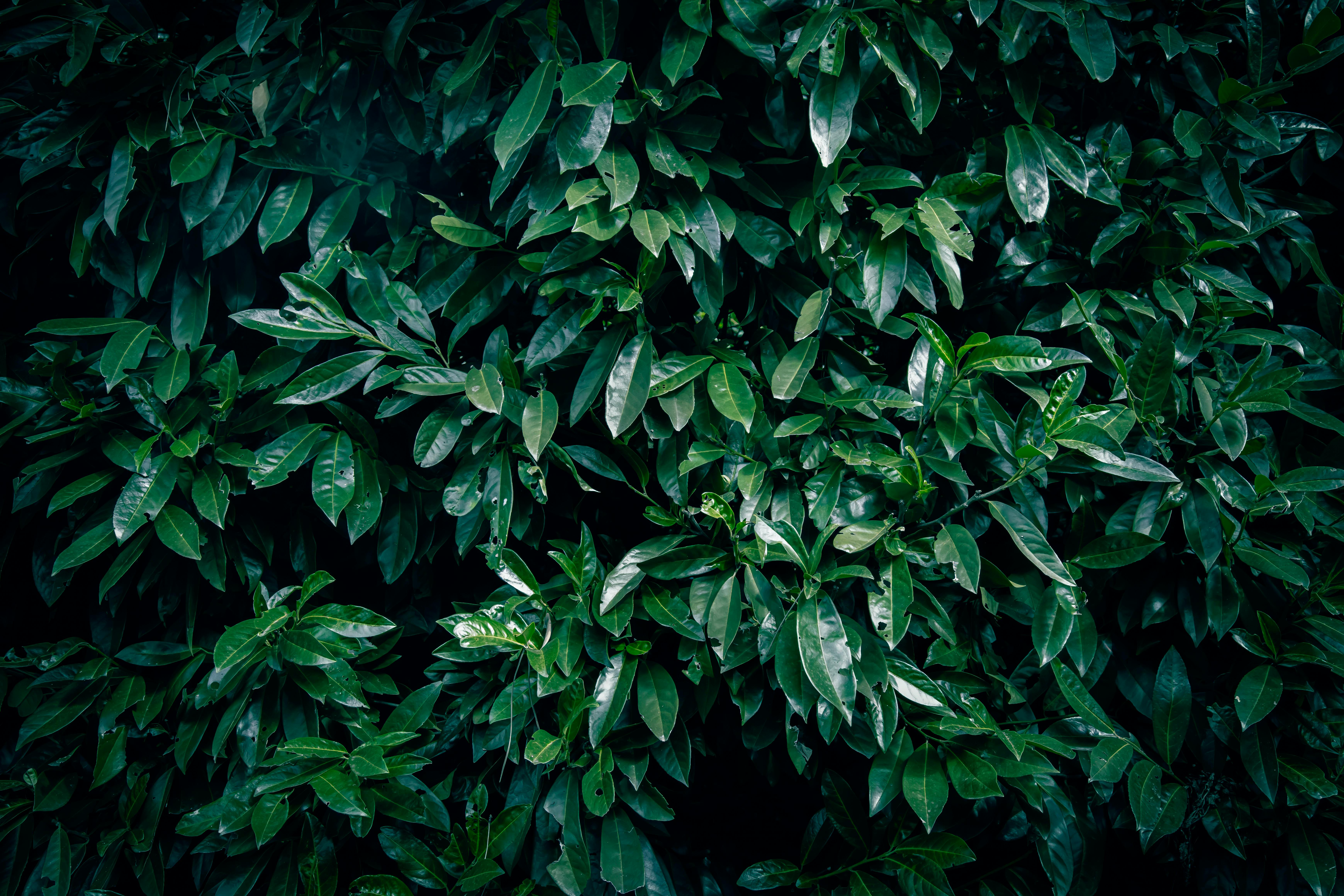 laurel leaves close-up